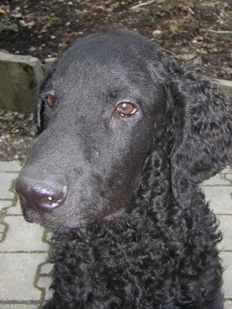 Curly-Coated Retriever Engadin Stars Darwin mit viereinhalb Monaten