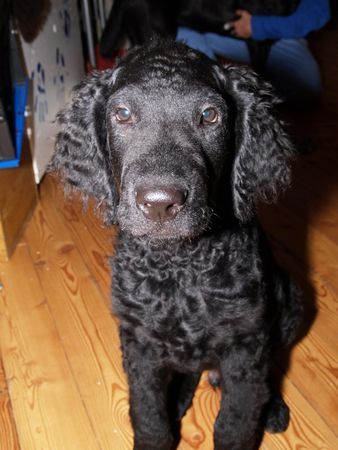 Curly-Coated Retriever Engadin Stars Darwin mit zweieinhalb Monaten