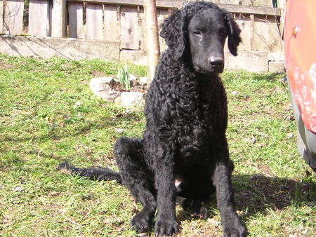 Curly-Coated Retriever Engadin Stars Darwin mit 4 Monaten5