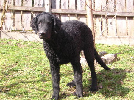 Curly-Coated Retriever Hunde Foto 38698 Curly-Coated Retriever Engadin Stars Darwin mit 4 Monaten5