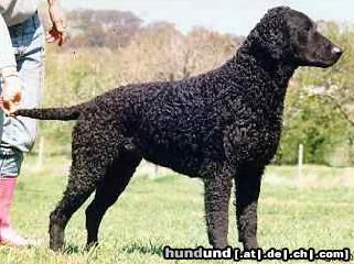 Curly-Coated Retriever Hunde Foto 14115 Curly-Coated Retriever Curly Coated Rüde