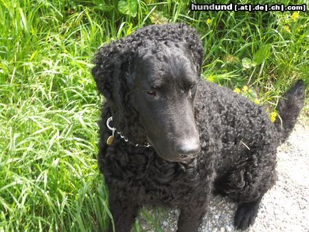 Curly-Coated Retriever Nero der Kinderfreund