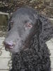 Curly-Coated Retriever Hund