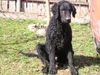 Curly-Coated Retriever Hund