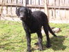 Curly-Coated Retriever Foto: Engadin Stars Darwin mit 4 Monaten5 (ID 38698) Curly-Coated Retriever Hund