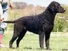 Curly-Coated Retriever Foto: Curly Coated Rüde (ID 14115) Curly-Coated Retriever Hund