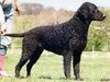 Curly-Coated Retriever Hund