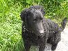 Curly-Coated Retriever Hund