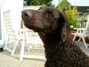 Curly-Coated Retriever Hund