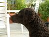 Curly-Coated Retriever Hund