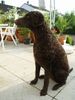 Curly-Coated Retriever Hund