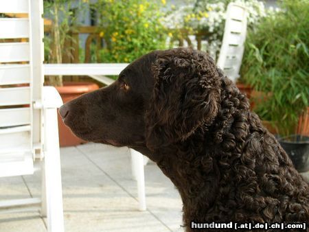 Curly-Coated Retriever Curly1