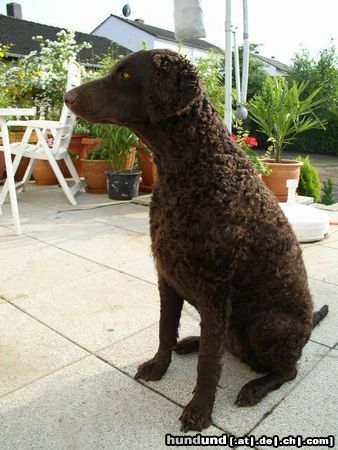 Curly-Coated Retriever Curly1