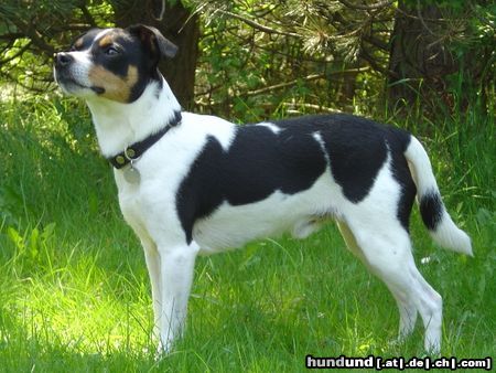 Dänischer Bauernhund Hunde Foto 6456 Dänischer Bauernhund Dänischer Bauernhund