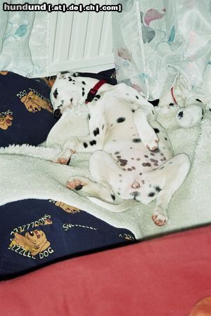 Dalmatiner Hunde Foto 16407 in höherer Auflösung ansehen Dalmatiner Das Leben macht mich platt!