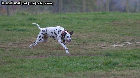 Dalmatiner Hunde Foto 26705 in höherer Auflösung ansehen Dalmatiner WB 01.11.05 / Achtung ich komme