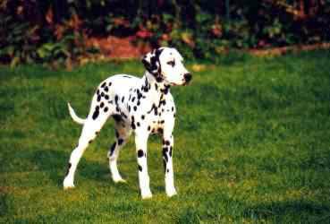 Dalmatiner Hunde Foto 625 Dalmatiner Lady vom Roßbach
