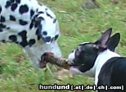 Dalmatiner Hunde Foto 17435 Dalmatiner ..das Jahr fängt ja gut an.....