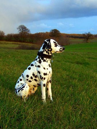 Dalmatiner Hunde Foto 40345 in höherer Auflösung ansehen Dalmatiner Dusty 1 1/2 Jahre alt