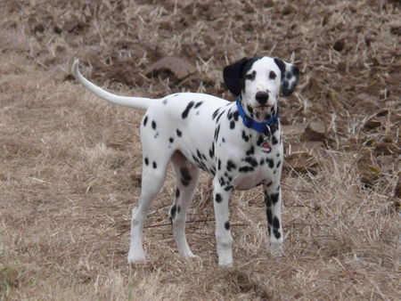 Dalmatiner Hunde Foto 40402 Dalmatiner Merlin