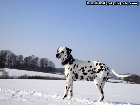 Dalmatiner Hunde Foto 46137 in höherer Auflösung ansehen Dalmatiner Dusty - 4 Jahre