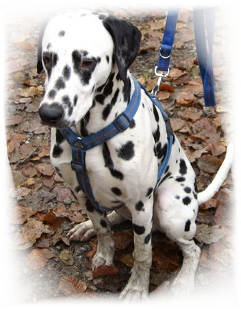 Dalmatiner Hunde Foto 27661 Dalmatiner Franco von Arabians Stud - 8 Monate
