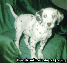 Dalmatiner Hunde Foto 24844 in höherer Auflösung ansehen Dalmatiner