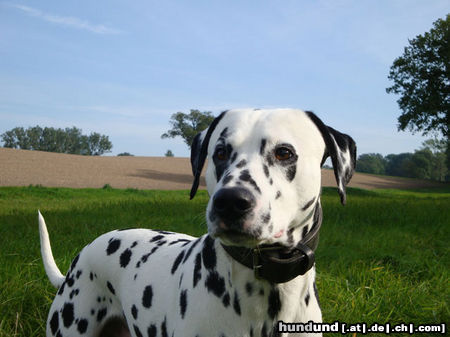 Dalmatiner Dusty - 4 Jahre