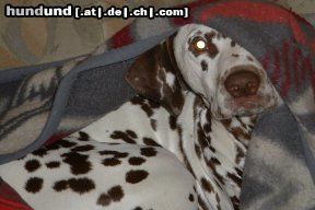 Dalmatiner Hunde Foto 12435 Dalmatiner 1,2,3, such mich doch!!!