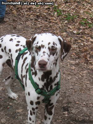 Dalmatiner Hunde Foto 24319 in höherer Auflösung ansehen Dalmatiner Abu