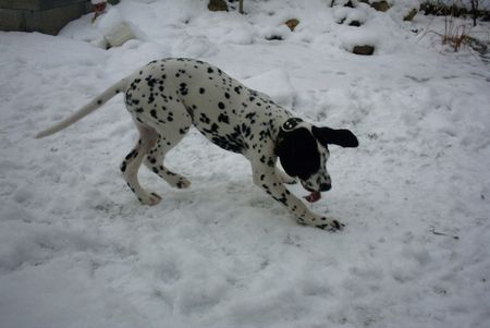Dalmatiner Hunde Foto 2145 Dalmatiner Annie spielt im Schnee