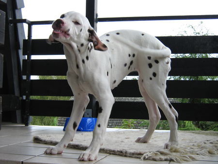 Dalmatiner Hunde Foto 39405 Dalmatiner lachender Dalmi-Welpe, 4 Monate alt