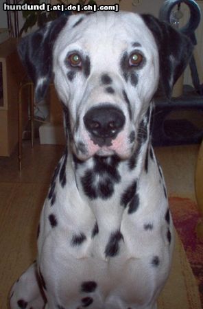 Dalmatiner Hunde Foto 45677 Dalmatiner Apollo von Monte Christo