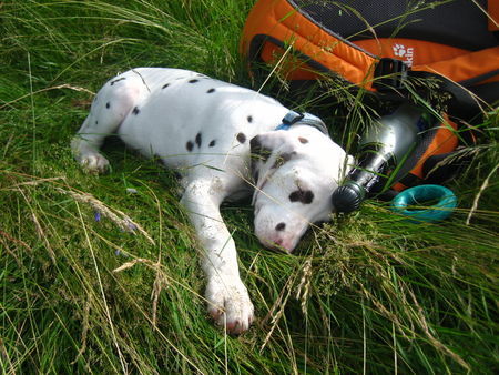 Dalmatiner Hunde Foto 38908 Dalmatiner Früh übt sich