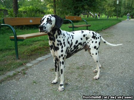 Dalmatiner Hunde Foto 12541 Dalmatiner Georgy