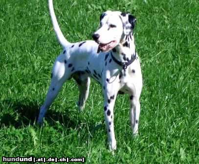 Dalmatiner Hunde Foto 16344 in höherer Auflösung ansehen Dalmatiner Simbat....der liebste Hund den es gibt