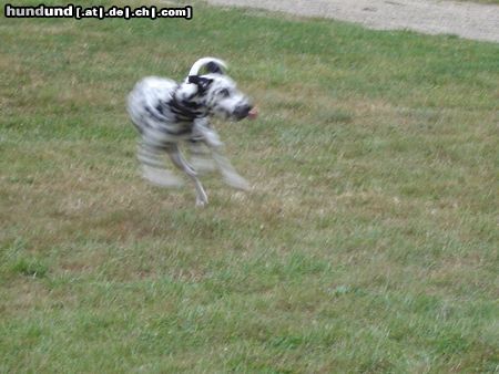 Dalmatiner Hunde Foto 12927 Dalmatiner Chanel kann nicht mehr anhalten!!!!!!!!!