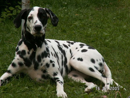Dalmatiner Hunde Foto 35946 Dalmatiner SHAKIRA 3 Jahre alt