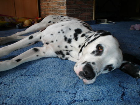 Dalmatiner Momo 1 Jahr alt
