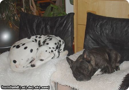 Dalmatiner Hunde Foto 14028 Dalmatiner Pongo und Voyou beim Mittagsschläfchen