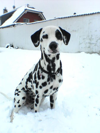 Dalmatiner Hunde Foto 35297 in höherer Auflösung ansehen Dalmatiner