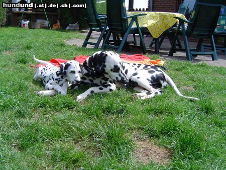 Dalmatiner Hunde Foto 11789 Dalmatiner Unsere Punktehunde Bandit & Candy