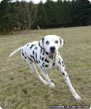 Dalmatiner Hunde Foto 14026 Dalmatiner Pongo auf der Wiese