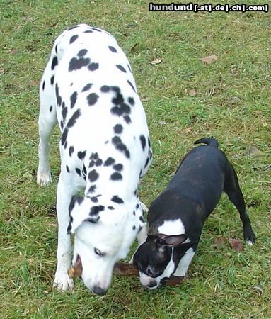 Dalmatiner Hunde Foto 17433 in höherer Auflösung ansehen Dalmatiner Freunde teilen auch das Spielzeug
