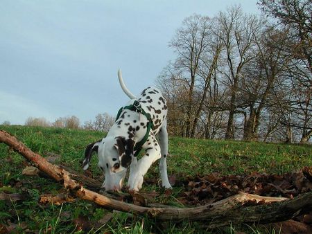 Dalmatiner Hunde Foto 36153 in höherer Auflösung ansehen Dalmatiner Bibi