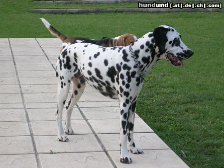 Dalmatiner Hunde Foto 12544 Dalmatiner Georgy