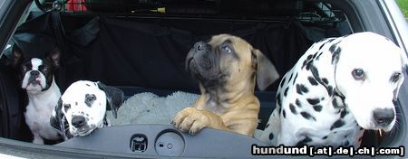 Dalmatiner Hunde Foto 21479 in höherer Auflösung ansehen Dalmatiner Pfingstausflug