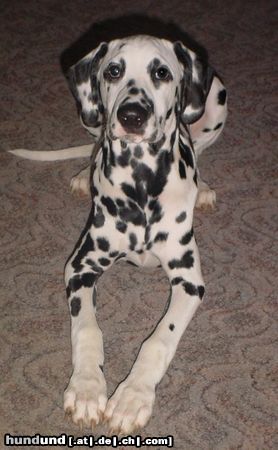 Dalmatiner Hunde Foto 7725 Dalmatiner Domino alias Baltus von der Casselbreite