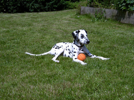 Dalmatiner Hunde Foto 33160 in höherer Auflösung ansehen Dalmatiner Dusty von der Vogelfluglinie (5 Monate)