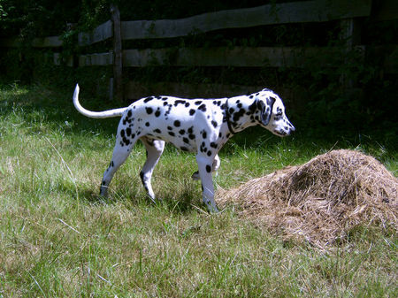 Dalmatiner Hunde Foto 33161 in höherer Auflösung ansehen Dalmatiner Dusty von der Vogelfluglinie (5 Monate)